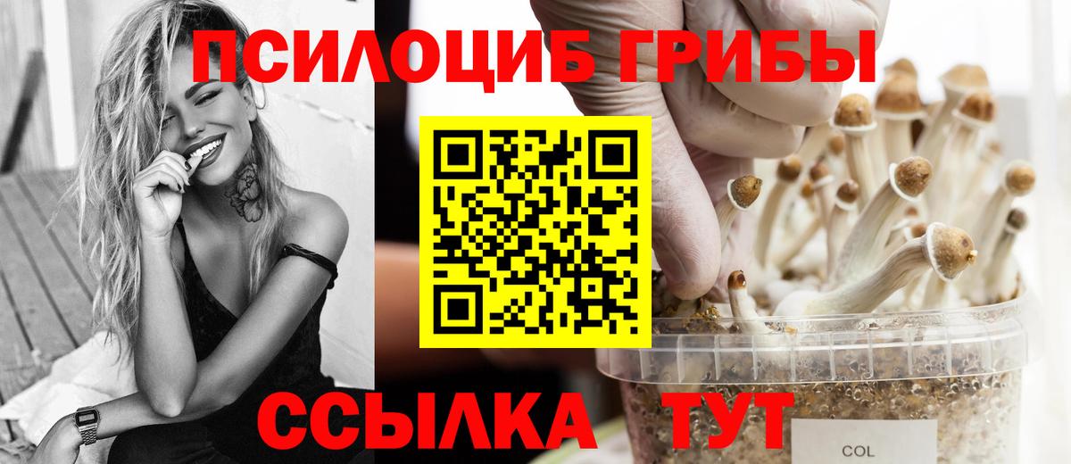 Выборг  Псилоцибиновые грибы GOLDEN TEACHER  Вход с VPN 